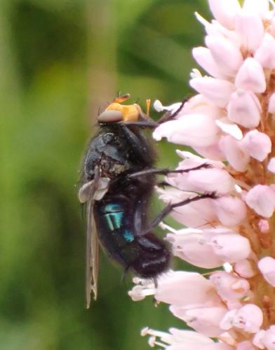 Réf. 343 445 : Cynomya mortuorum